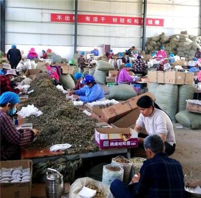 西华:返乡农民工孙向坤种植加工艾草带领村民致富